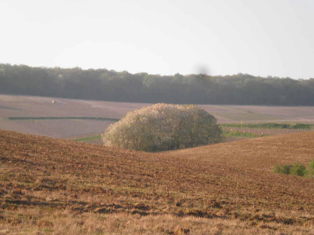 Domaine Du Moulin De L'Etang Bed and Breakfast Châtillon-sur-Marne Exteriör bild