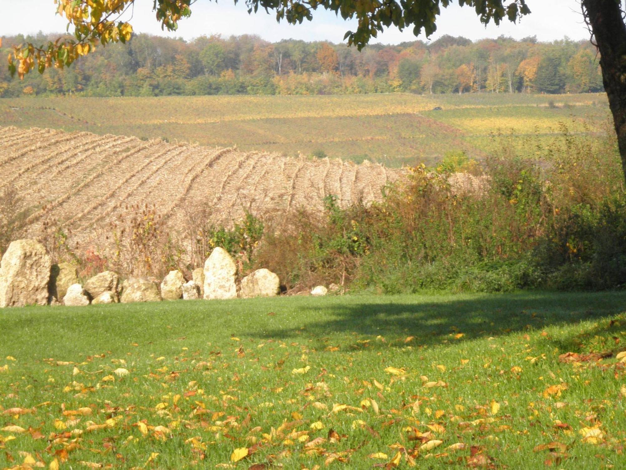 Domaine Du Moulin De L'Etang Bed and Breakfast Châtillon-sur-Marne Exteriör bild