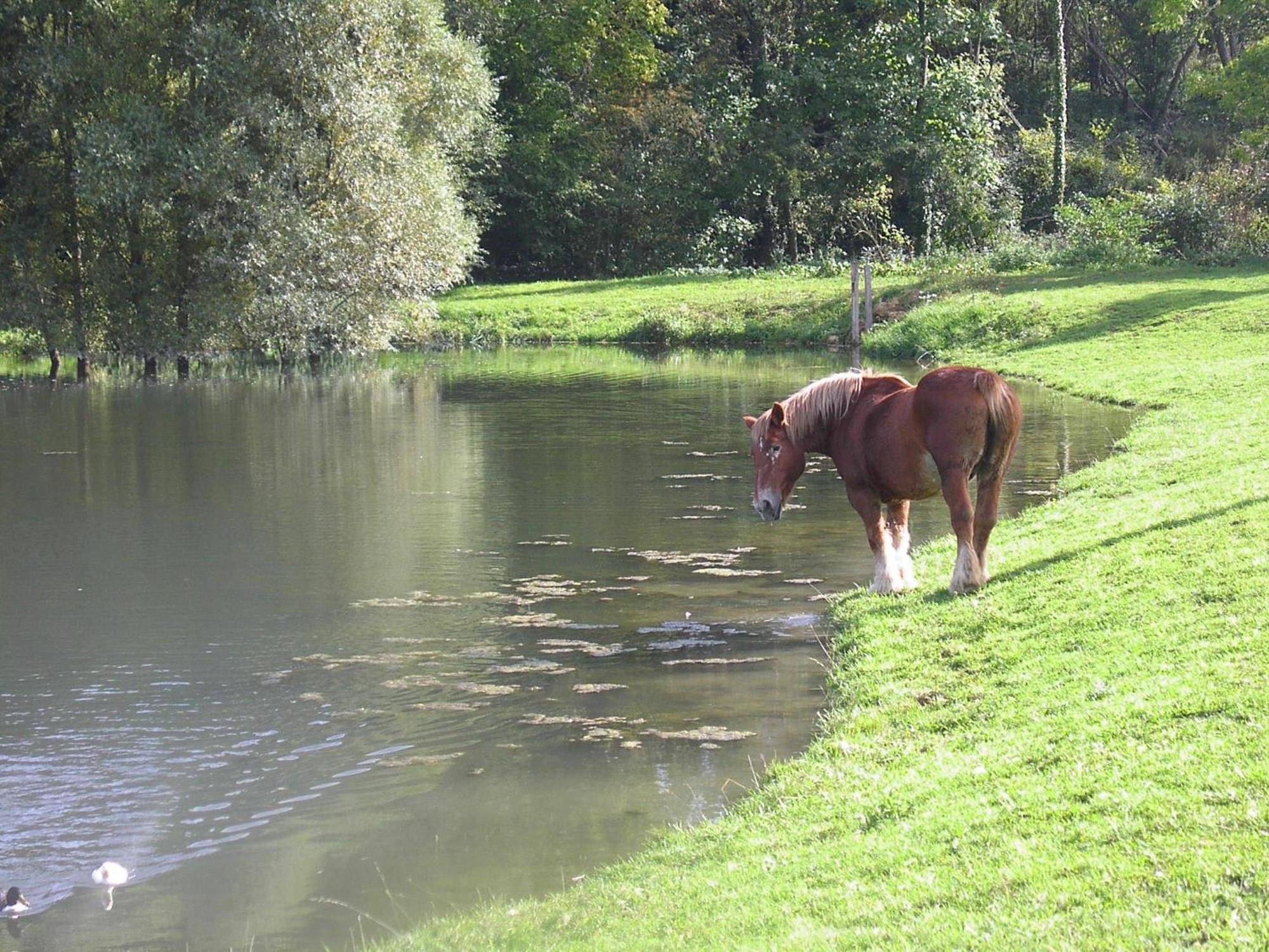 Domaine Du Moulin De L'Etang Bed and Breakfast Châtillon-sur-Marne Exteriör bild