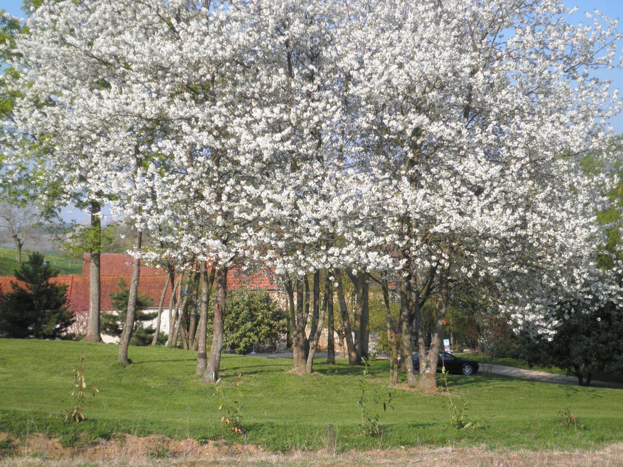 Domaine Du Moulin De L'Etang Bed and Breakfast Châtillon-sur-Marne Exteriör bild